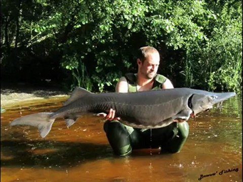 Peche a la carpe 2012, avec a la clef un Esturgeon Transmontanus de 49Kg et une carpe Koï et deux + de 20Kg