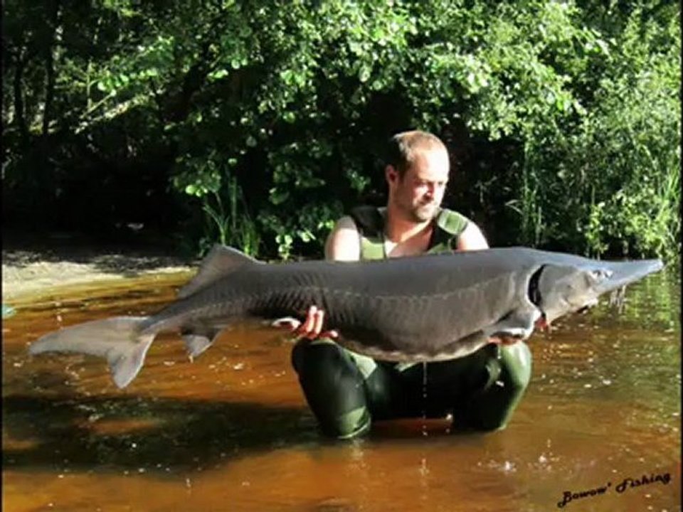 Peche a la carpe 2012, avec a la clef un Esturgeon Transmontanus de 49Kg et une carpe Koï et deux + de 20Kg