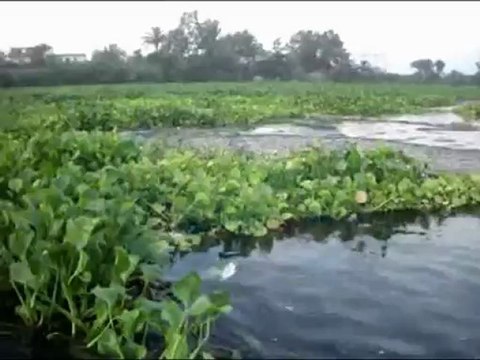 كارثة بيئية نفوق مئات من الأطنان من الأسماك بنهر النيل بفوه ومطوبس لتلوث المياه