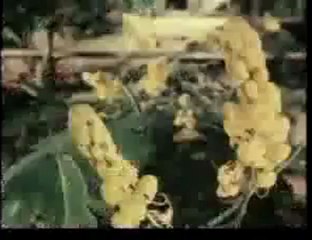 வான் நிலா நிலா அல்ல - 80's பாடல்