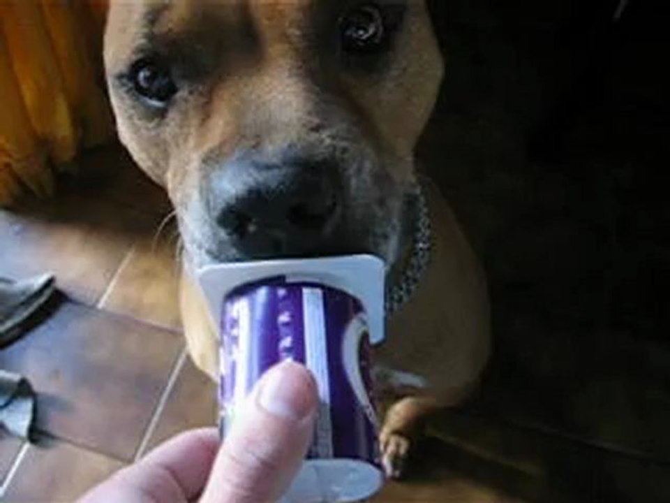 Rocko comiendo