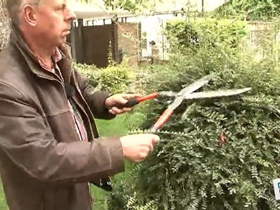 Comment tailler un lonicera nitida ?