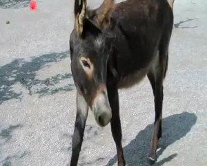 Mes ânes. Manger des abricots, pas si simple!