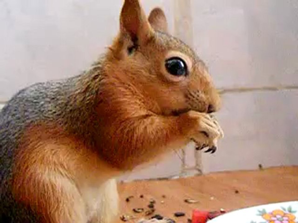 Nigde-Sevimli sincaplar Kahvaltıda...- Hayrettin YENEL - NİĞDE HABER AJANSI