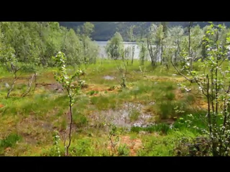 à la recherche des élans