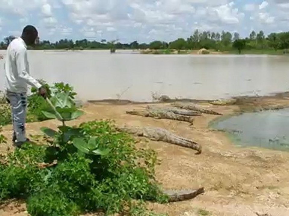 Repas des crocodiles à Bazoule