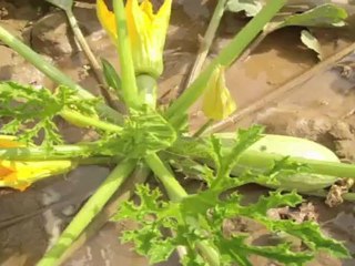 Alerte Rouge-Plaine du Var . Opération Terra Segurana.