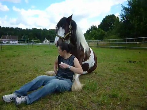 Guizmo couché , assis