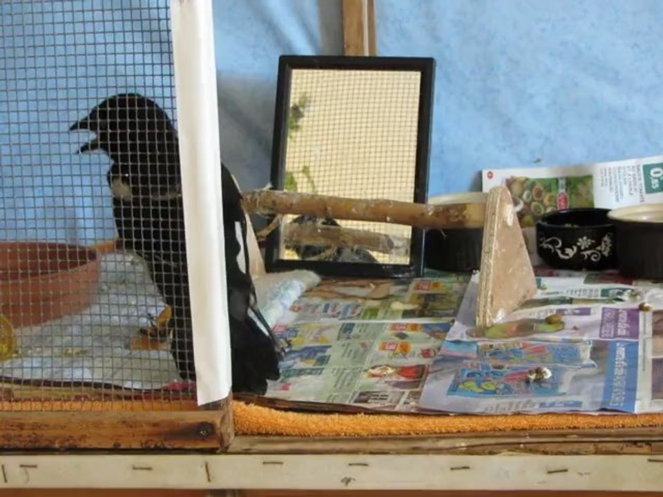 happy une pie bien bavarde