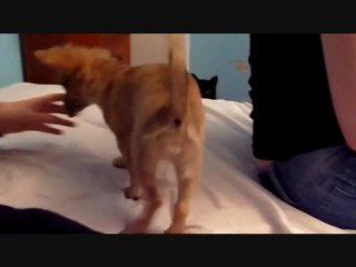 Hakéla et l'emballage de Ferrero Rocher