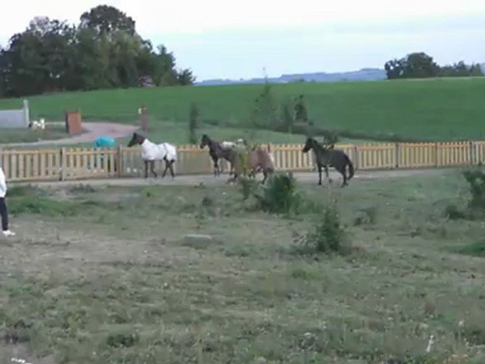 uni galop