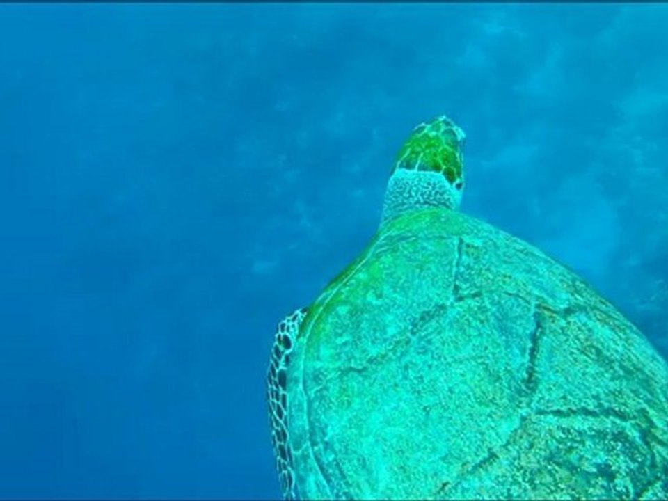 Croisière Nord "épaves et tombants" de mer rouge