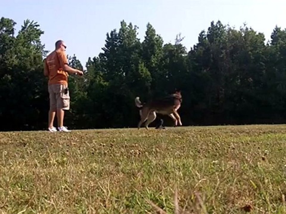 Off the leash training with Stella and Darwin K9.