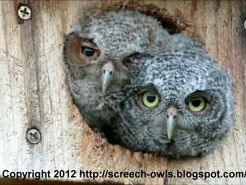 Ну дайте же посмотреть