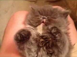 Vidéo buzz : le petit chaton narcoleptique