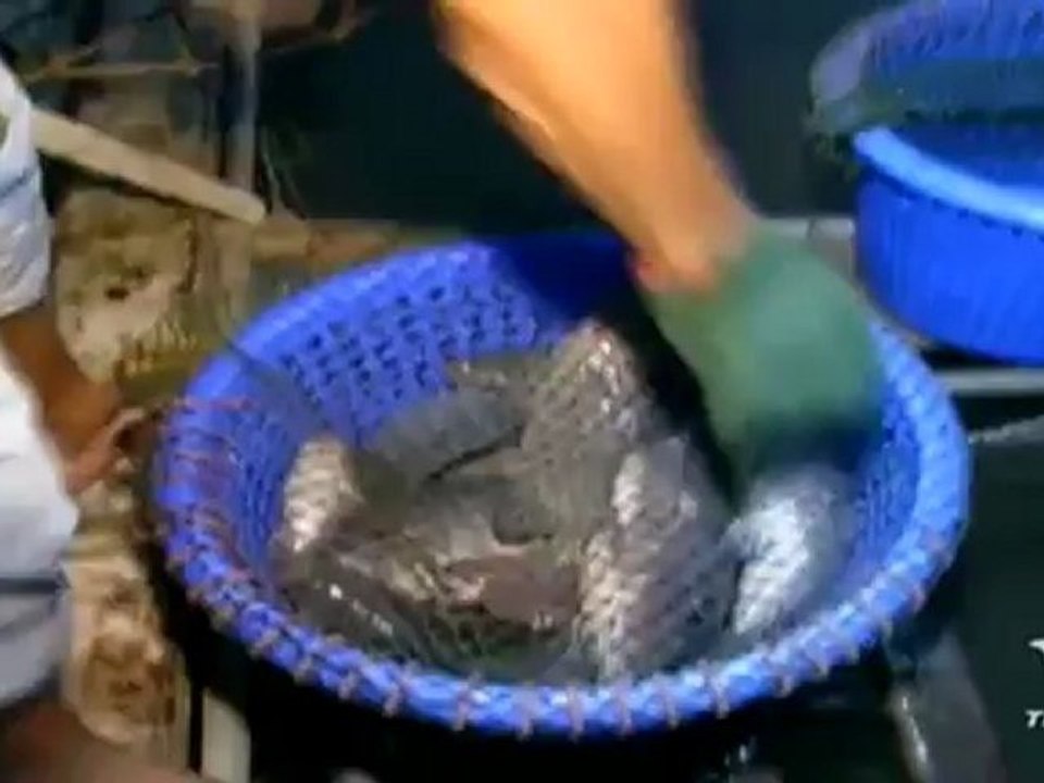 เปิดปม  วันที่ 23 กรกฏาคม 2555-(เกษตรพันธสัญญา)