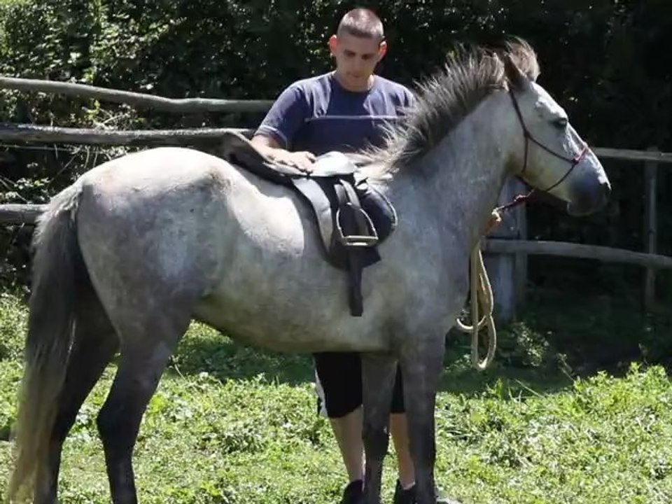 Désensibilisation à la selle Trublion