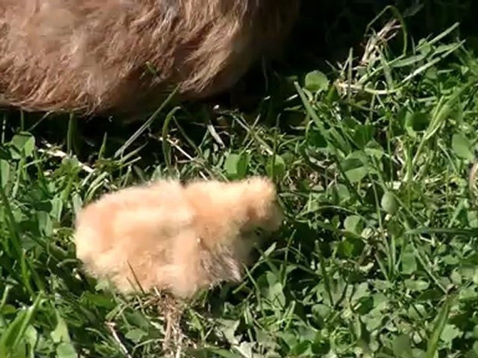 Poule et poussin soie de 2 jours