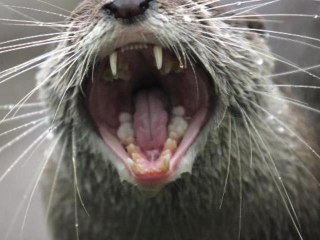 Female Triathlete Attacked by Otter