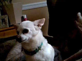 Mushka the Chihuahua transforming into a cat