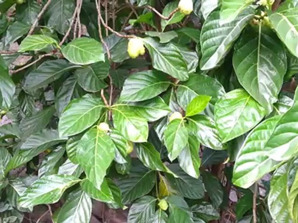 Noni