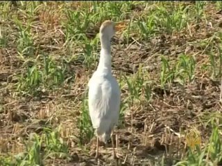 معاناة الفلاح المصري في الماضي وآمال المستقبل