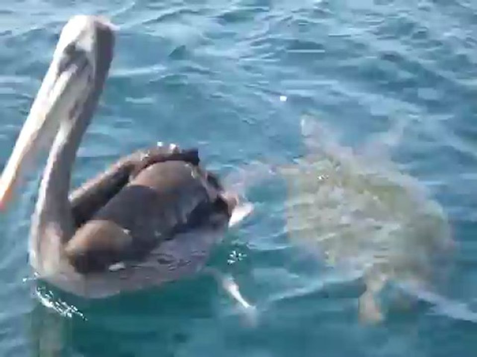 Tortue et Pelican