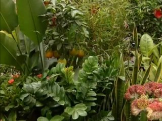 فن تقزيم الأشجار ينال اعجاب الصينيين