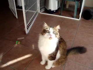 Qui ose utiliser mon arbre à chat