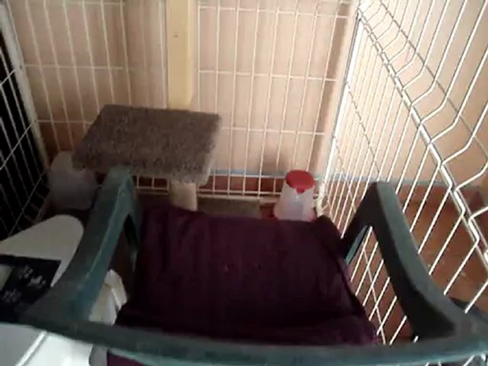 Simba et Chacha font bon ménage