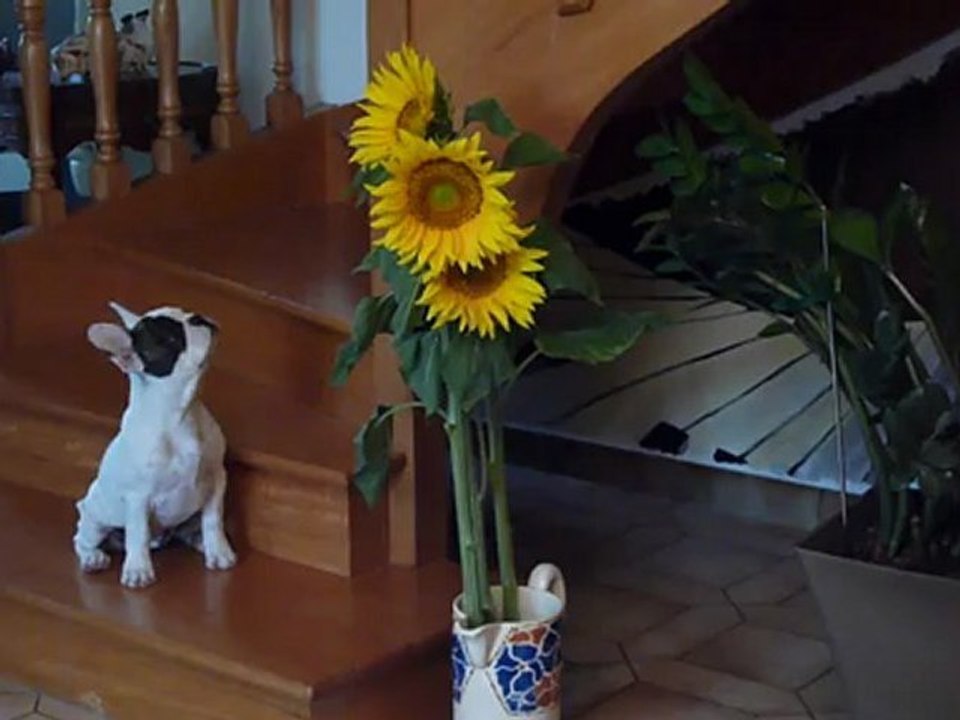 Colette réclame Sinse à Crimolois  mi juillet 2012