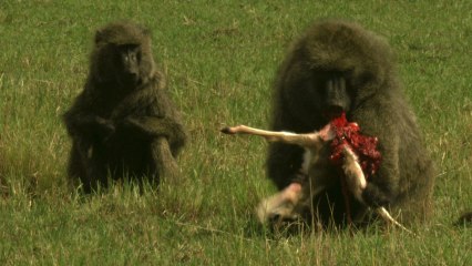 Graphic content warning: Baboon eats gazelle alive