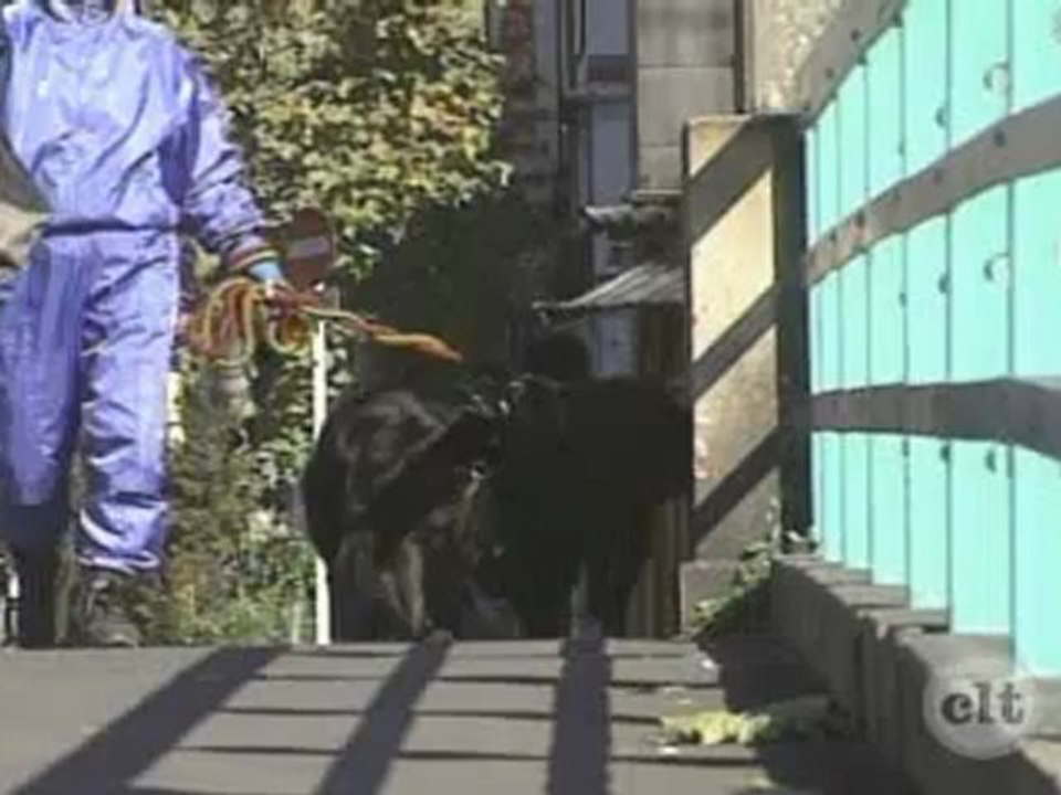 Japanese Basic II - 40 - You mustn't tell Yan