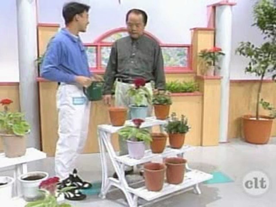 Japanese Basic II - 47 - The sakura hasnt bloomed yet has it