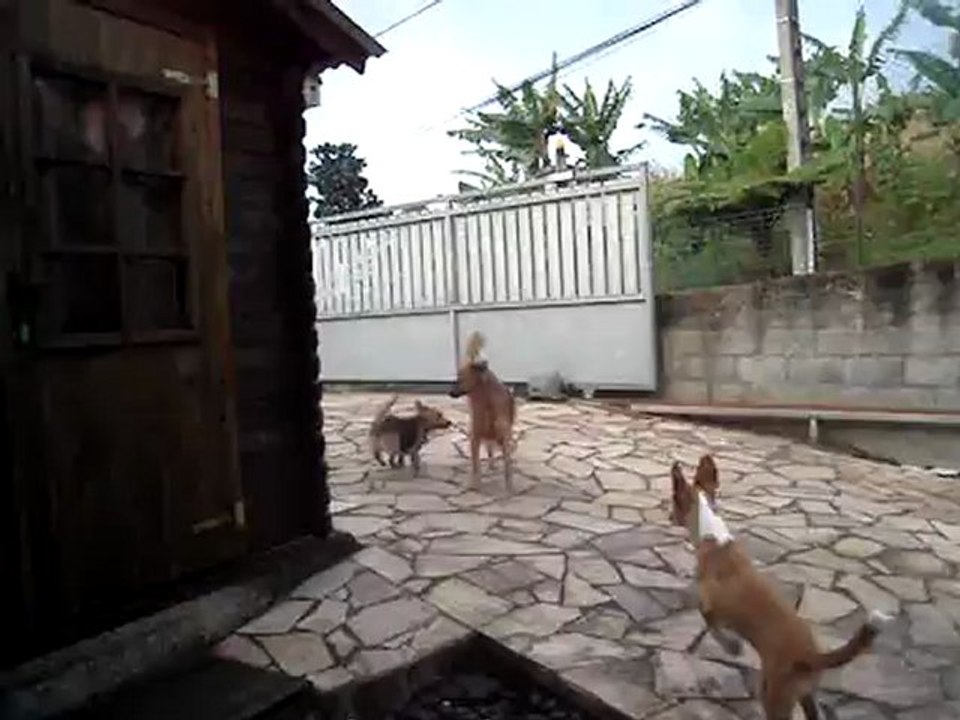 Chipie et son amoureux