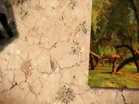 S & J Tree Service & Landscaping (336) 215-6299