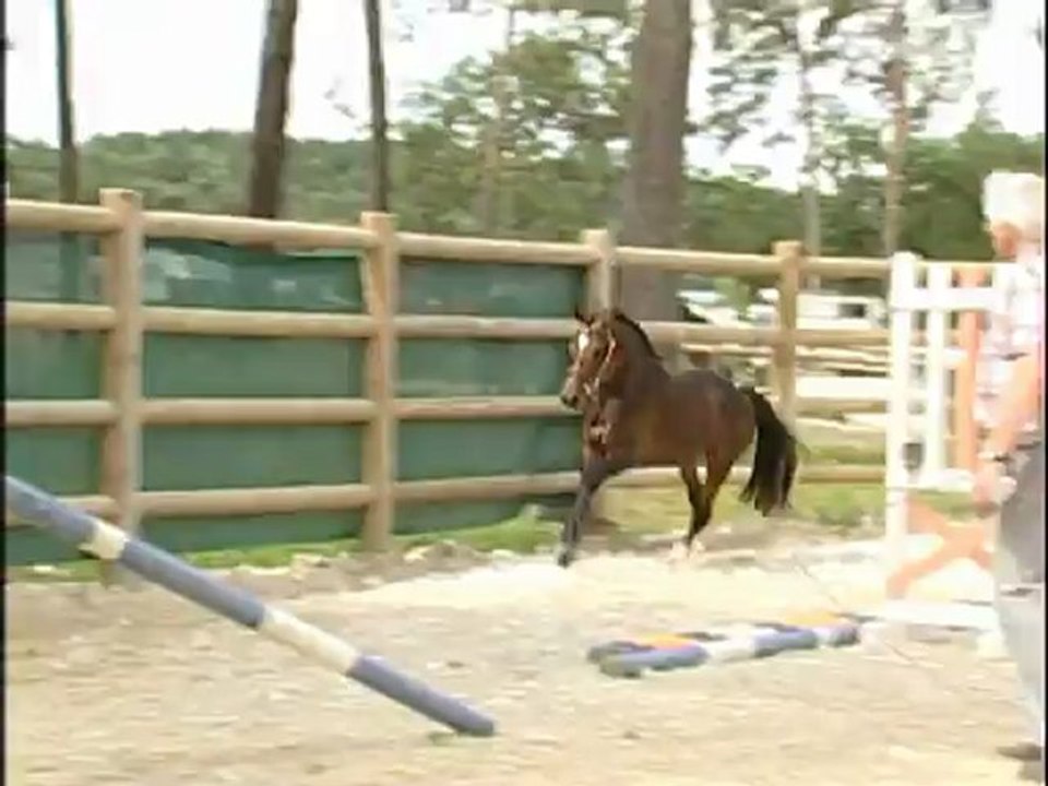 Vente FPPCF / Euro Poney / 415 SMINOS DE CIVRY