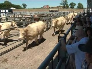 Cholet (49) : le marché aux bestiaux