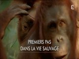 premiers pas dans la vie sauvage
