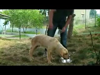 Boyundan aşağı felçli köpek Winnie yürüyor.