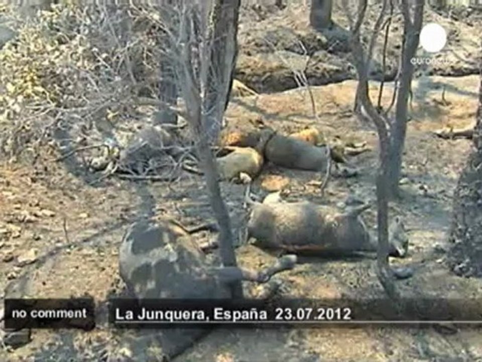 Four killed in Catalonia forest fires - no comment