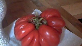 première tomate en serre 24 juillet 2012 001