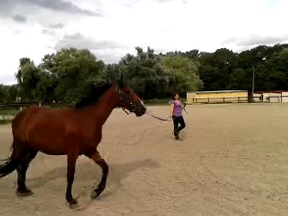 ruba en travail a la longe 1ere