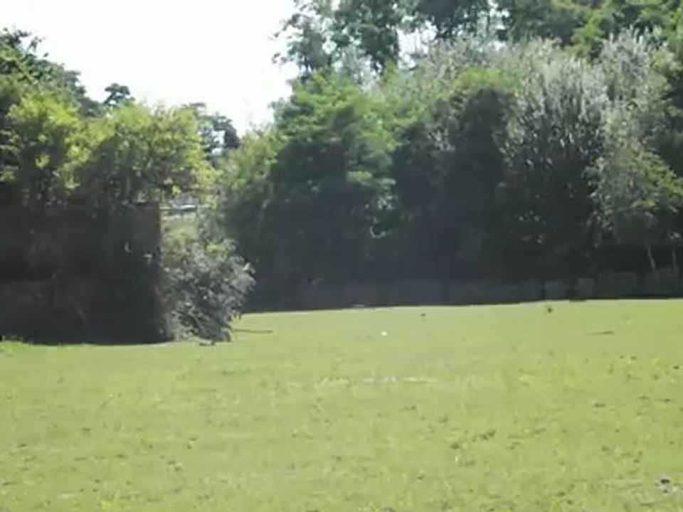 galop dans la prairie
