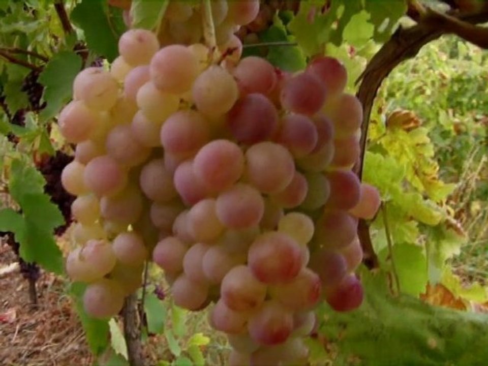 Film : SERIE - EPICERIE FINE - LE RAISIN D'ALSACE
