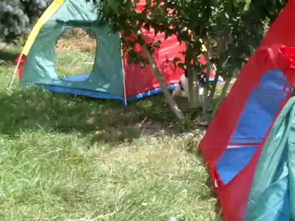 Mes caniches bicolores