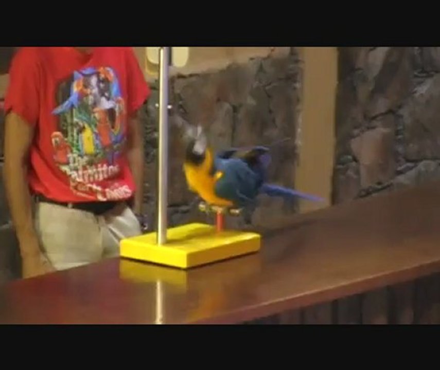 spectacle avec des perroquets (grande canarie)