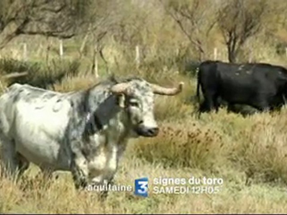 SIGNES DU TORO - L'ACTU DE L'ÉTÉ - 04/08/12 - 12H05