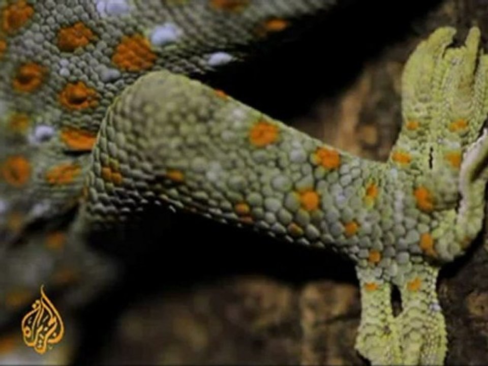Indonesia's gecko trade
