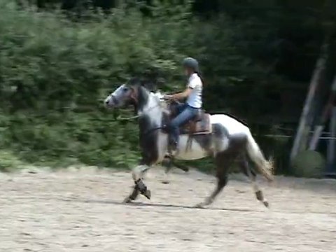 Monter - 1eres foulées de galop - en cercle à gauche